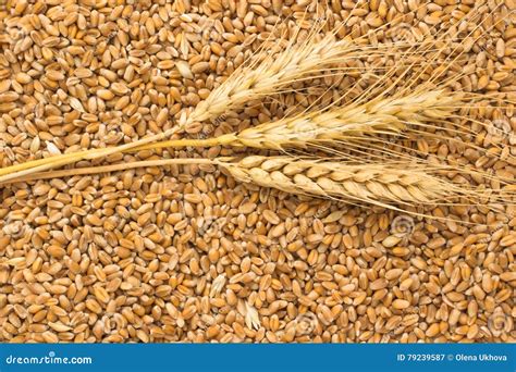 Grains Of Wheat And Wheat Spikelets Top View Royalty Free Stock