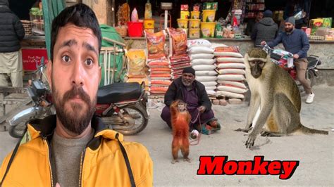 Bandar Ka Khel Bandar Ka Tamasha Monkey Funny Video Monkey Youtube