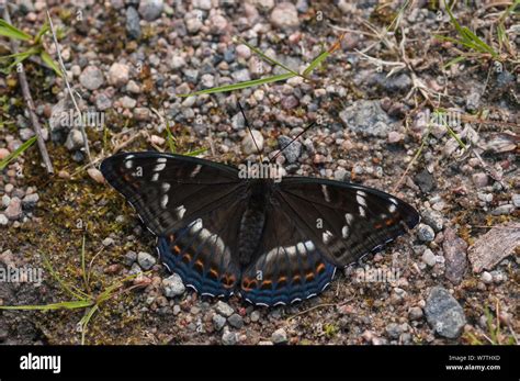 Butterfly Limenitis Populi Hi Res Stock Photography And Images Alamy