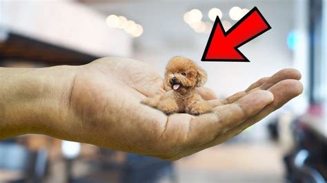 Top 20 Smallest Dog Breed In The World In 2023 Small Dog Breeds