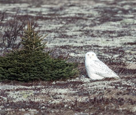 a second visit with the snowy owls | The Tilted Pixel