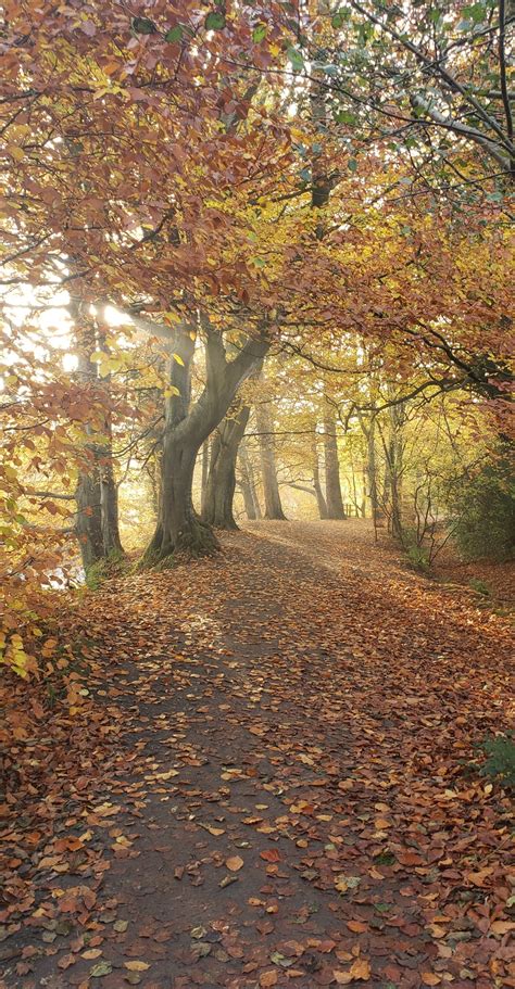 Autumn 🍂 in Ireland : r/ireland