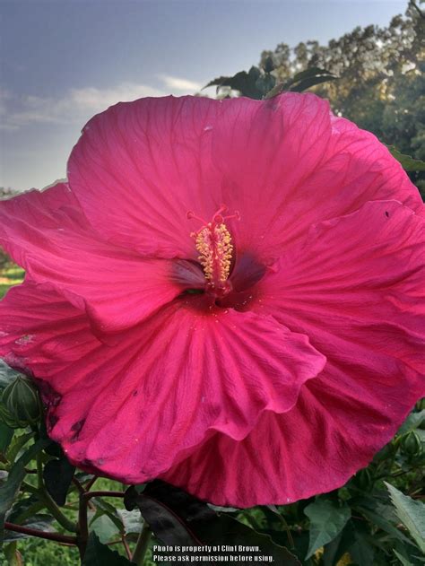 Hibiscus: Plant Care and Collection of Varieties - Garden.org