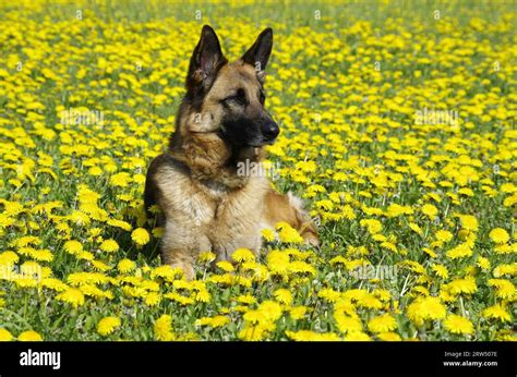 German Shepherd Dog Stock Photo Alamy