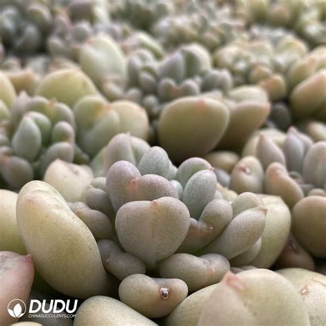 Pachyphytum Bey China Wholesale Succulent Plants Factory Amazing