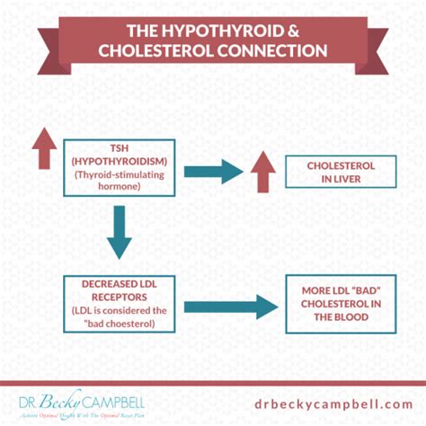 Hypothyroid And Cholesterol Connection Dr Becky Campbell