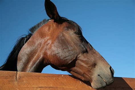 100 Horse Turning Head Photos Stock Photos Pictures And Royalty Free