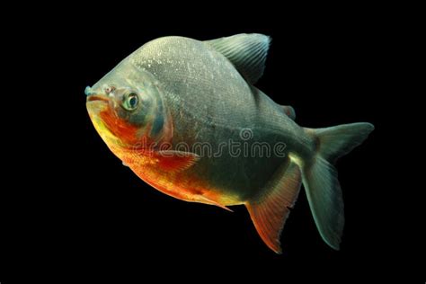 Tambaqui fish stock photo. Image of swimming, underwater - 17407602