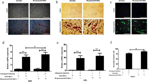 Multipotent Differentiation Of Paeoniflorin Pretreated Olp Mscs A