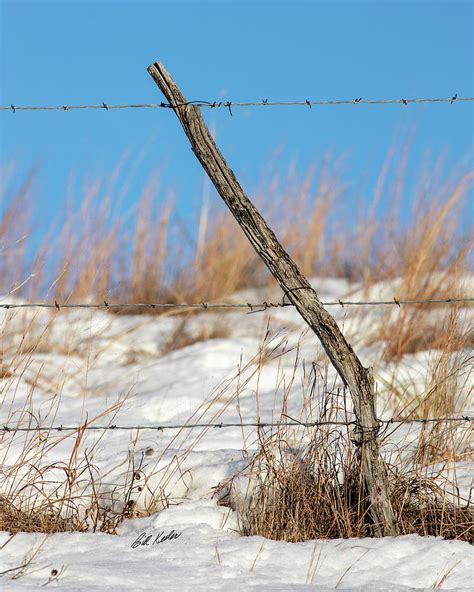 Branch On The Ranch Photograph By Bill Kesler Fine Art America