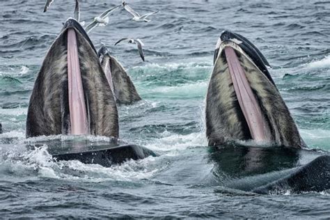 Las ballenas tienen dientes o no Descubre cómo son