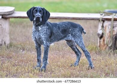 Hunting Dog Breed German Wirehaired Pointer Stock Photo 677286613 | Shutterstock