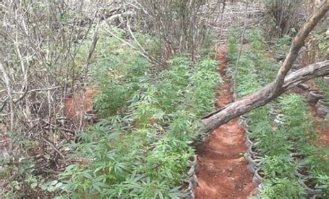 Cerca de 46 mil pés de maconha são incinerados na Zona Rural de Cabrobó