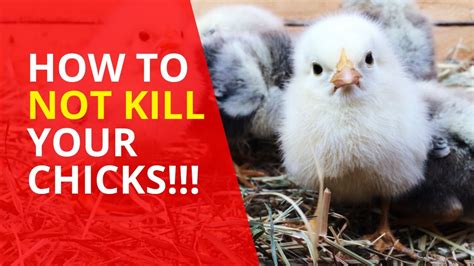 Raising Chicks 101 Avoid These Fatal Beginner Mistakes YouTube