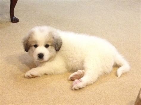 A New Home For A Great Pyrenees Puppy Bubba Arrives Great Pyrenees