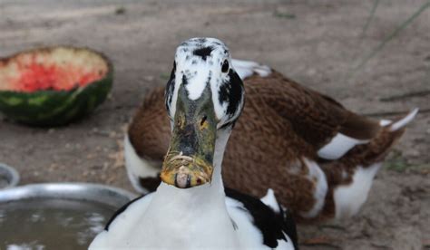 Ancona Duck Breed Profile Farmhouse Guide