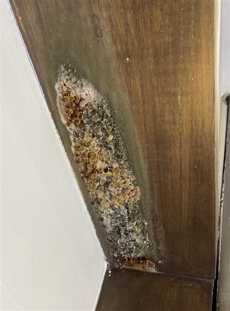 is this a fungus? alien growth on bathroom ceiling : r/mycology