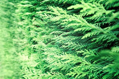 Primer Plano De Thuja Occidentalis Verde Hojas Verdes Frescas Ramas