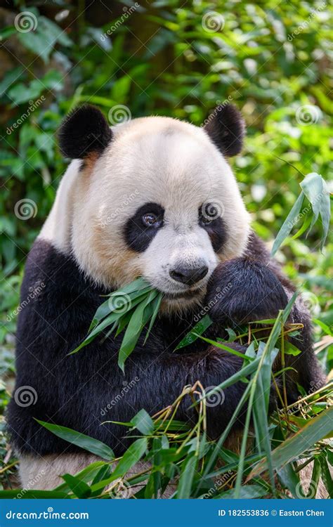 Cute Panda Eating Bamboo Leaves Stock Photo - Image of furry, shooting ...