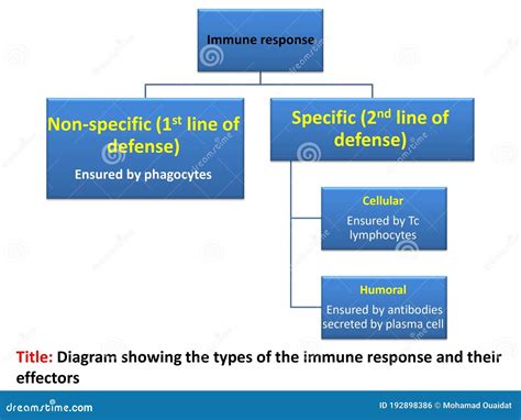 Types of the Immune Response in a Diagram, 3d Illustration Stock ...