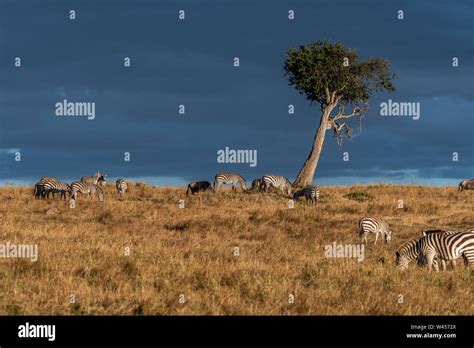 Beautiful landscapes during great migration season in Maasai Mara ...