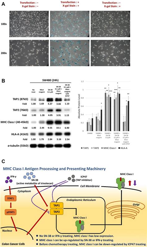 A Transfection With Xfect Plus X Gal Into Sw480 The Blue Coloring