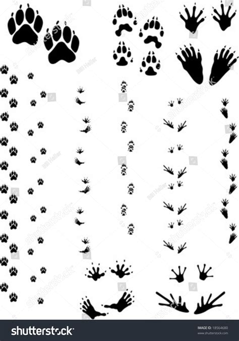 Paw Prints Tracks Top Row Dog Stock Vector 18564680 Shutterstock