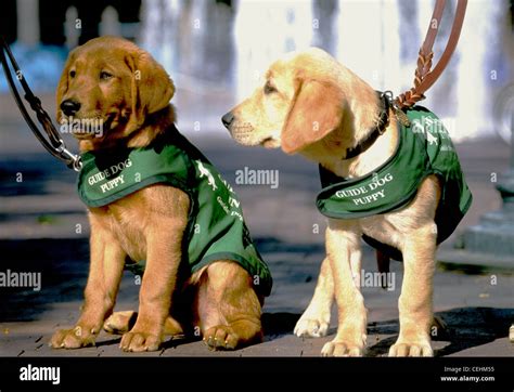 Guide dog puppies in training Stock Photo - Alamy