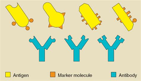 Free Antigen Cliparts, Download Free Antigen Cliparts png images, Free ...