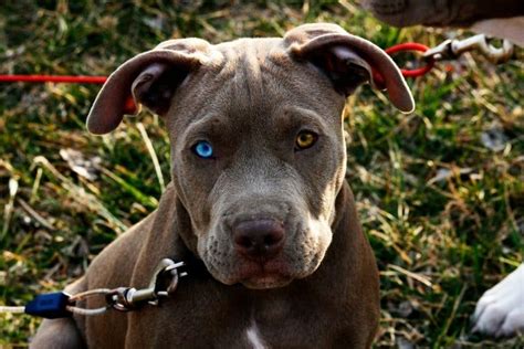 Can Pitbull Puppies Eat Eggs? - PitBullTribe.com