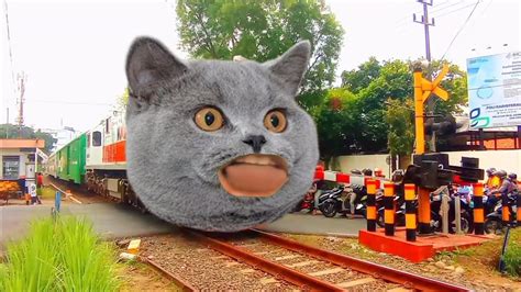 Gaes Kereta Apinya Bisa Berubah Jadi Kucing Lucu YouTube