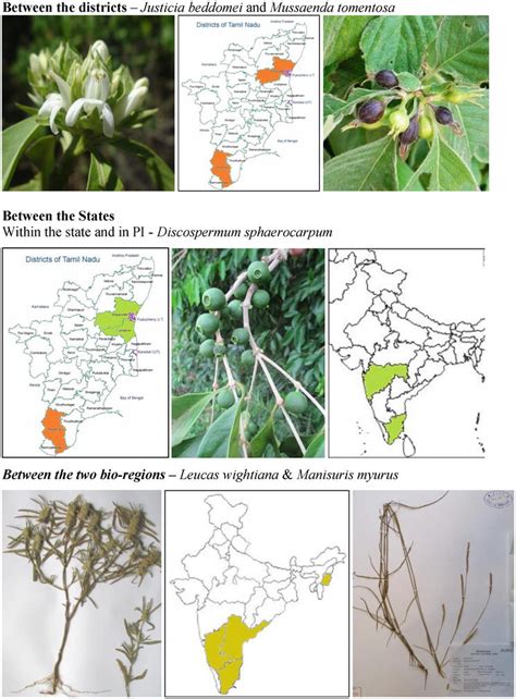 Endemic Vascular Plants From The Coromandel Coast Of Tamil Nadu