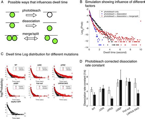 Single Molecule Dynamics Of Dishevelled At The Plasma Membrane And Wnt