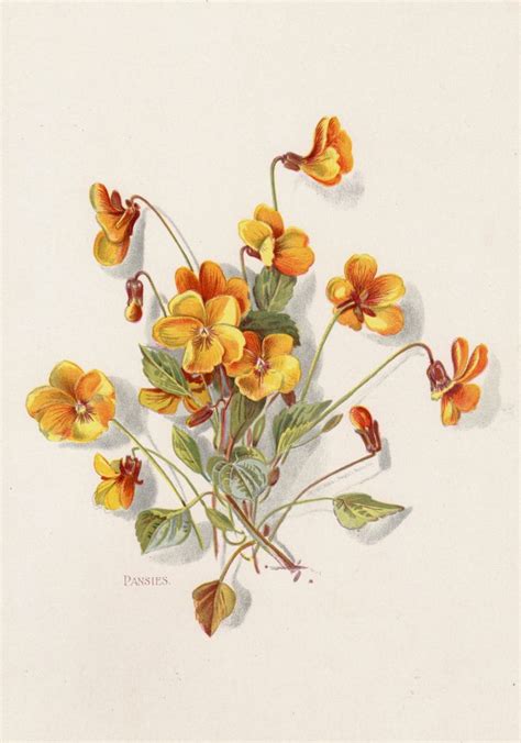 Pansy Pansies Print 1896 Botanical Art Print Prang Yellow Etsy