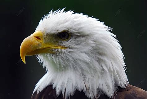 Bald Eagle Haliaeetus Leucocephalus Hunter Majestic Raptor Photo