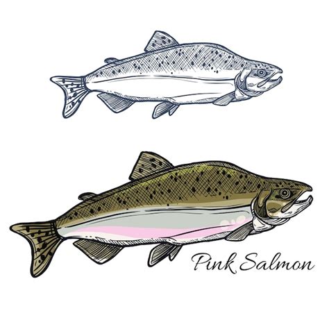 Premium Vector Salmon Fish Sketch For Seafood And Fishing Design