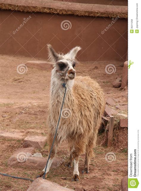 Cute Llama In Tiwanaku Site Altiplano Bolivia Stock Photo Image Of