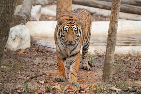 Bengal tiger in zoo - stock photo 1224201 | Crushpixel