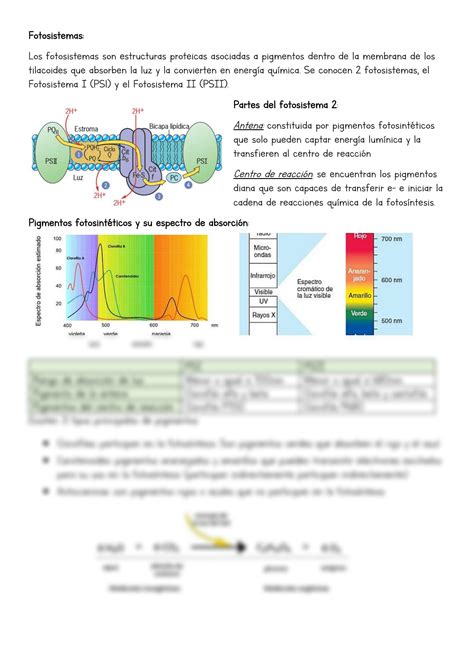 Solution Cloroplastos Y Fotosintesis Resumen Studypool