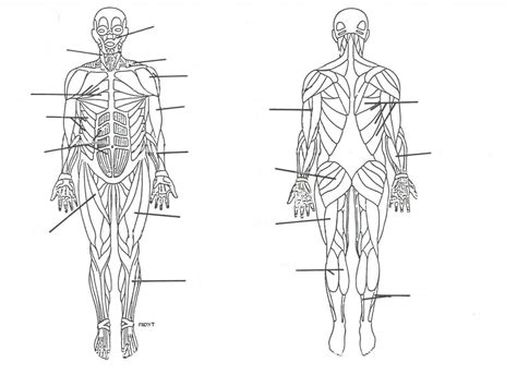 Muscular System Drawing At Explore Collection Of