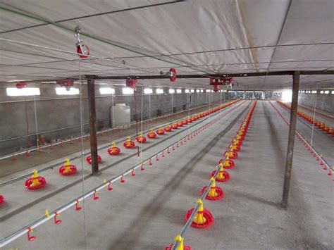 Poultry Farm Automatic Pan Feeding System Floor Raising For Chicken