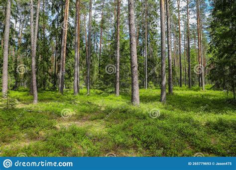 Lush Green Meadow With Tall Pine Trees Stock Image Image Of