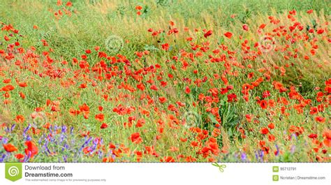 Flores Selvagens Vermelhas De Rhoeas Do Papaver De X Papoila De