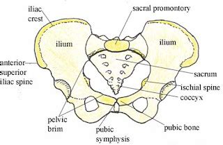 Female Pelvic Bones ~ Emi's Stethoscope