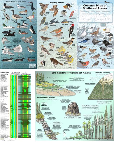 Common Birds Of Southeast Alaska Juneaunature