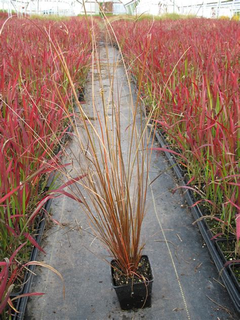 Fox Red Curly Sedge Plants4home