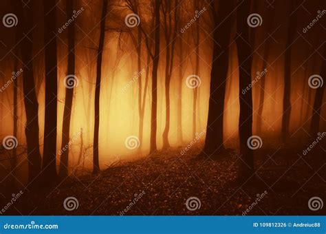 Mysterious Haunted Forest at Night with Strange Light Stock Photo ...