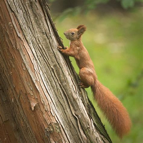 On A Tree Red Squirrel Sciurus Vulgaris Climbing A Tree Flickr