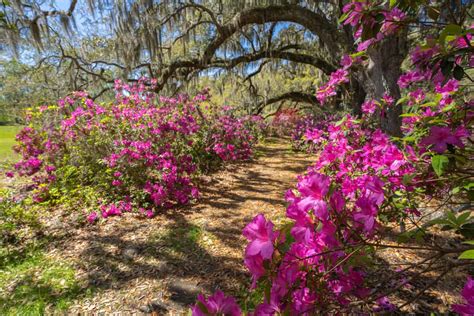 Will Rhododendrons Grow Under Oak Trees