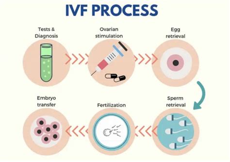 In Vitro Fertilisation Olive Branch Clinic